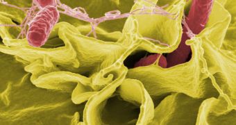 Salmonella becomes more virulent in space