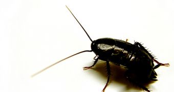 Analyzing the way that cockroaches walk, run and turn