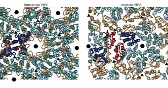 Image shows the structure of a young and a mature HIV virus