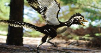 Researchers find ancient bird-like creature dubbed Archaeopteryx used to wear “feathered trousers”