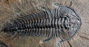 Trilobites used to curl up in a ball to protect themselves from predators