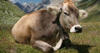Ancient domesticated cattle native to Africa were in fact brought in from the Middle East around 10,000 years ago, a new study demonstrates