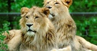 These Asian Lions resemble mostly the lions that roamed Europe