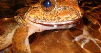 Ancient Frogs Show Tectonic Movement Patterns