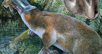 Artist's image of the giant platypus Obdurodon tharalkooschild