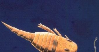 Reconstruction of eurypterid (sea scorpion) chasing a condont (early vertebrate). The Soom Shale is one of only two deposits world-wide that preserves complete conodont animals including their muscles, eyes and notochord (stiffening rod). Conodonts are so