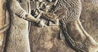 An Assyrian relief depicting king Nimrod finishing off a wounded lion. Images of kings battling with lions are  common in Mesopotamian art, aiming to enhance the king's representation as a powerful and virile conqueror. The mane prolonging deep onto