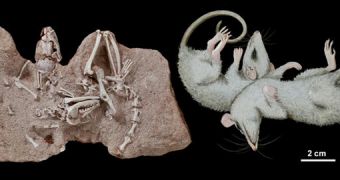Mass grave gives new insight into how ancient marsupials lived