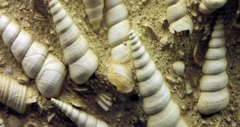 Fossil snails known as turritellid gastropods; they're about 13 million years old. They are a part of Earth's fossil record