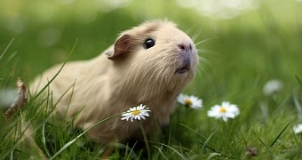 Guinea pigs are totally adorbs