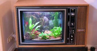An old TV set successfully turned into an amazing fish tank