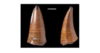 Fossil tooth argued to be the biggest of its kind thus far uncovered in the United Kingdom
