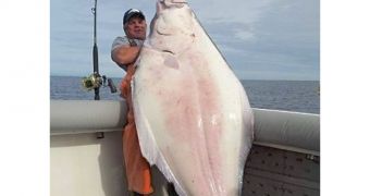 A Kansas man reels in a 231-pound Pacific halibut