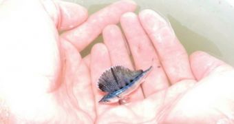 Richard Brackett reels in tiny blue marlin