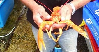 Innes Henderson catches orange lobster