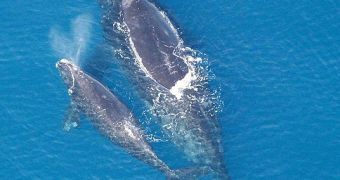 (Atlantic Northern Right Whale mother and calf