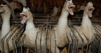 Californian officials issue foie gras ban and foster intense debates