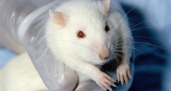 White Wistar lab rat; nanosensors technology could soon replace animal testing