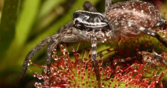 A wolf spider crawls on the leaves of the carnivorous sundew, with which it competes for food