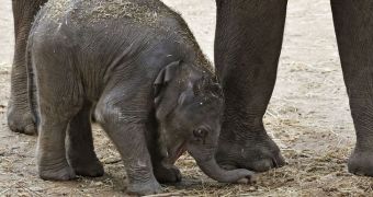 Wildlife park in Israel welcomes baby Asian elephant
