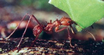 Atta, leaf cuting ant