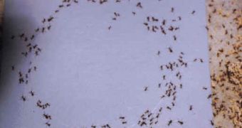 When ants get separated from the main colony, they move in circles, known as circular mills