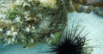 Sea urchins in the Antarctic are also at risk of going extinct if the ocean temperature goes up, even if slightly