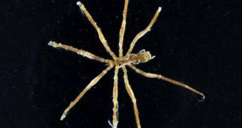 image showing a newly-discovered sea spider, which is the size of a dinner plate