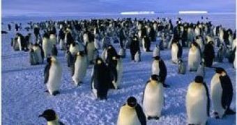 A colony of imperial penguins in Antarctica