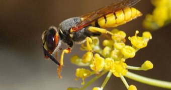 Paper wasp queens use their antennas to produce a rhythmic beat that dictates how eggs will develop