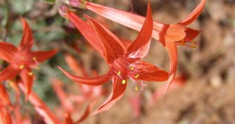 Scarlet gilia, which attracts hummingbirds, was a subject in one of the new "noise experiments"