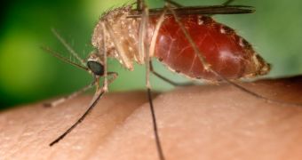 Antibody Imprisons West Nile's Infection Mechanism