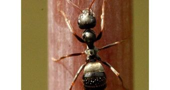 Black garden ant (Lasius niger)