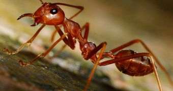 Researchers find that ants use rafts to escape floods