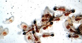 Ants remove larvae infected with a dangerous fungus from the nest