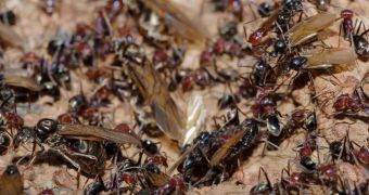 Ants Destroy Weeds with Antibiotics