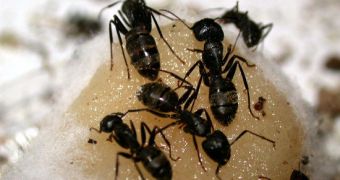 Ants have a complex hierarchy of jobs, study finds