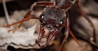 Some ants can smell in stereo, creating a 3D map of their surroundings