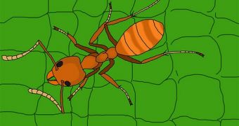 Ants Inspire Computer Algorithms