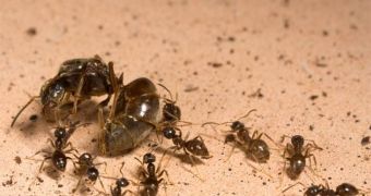 Worker ants take up to several days to kill an adult queen