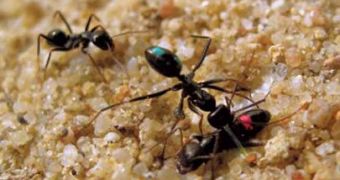 Ants Leave None of Their Own Behind