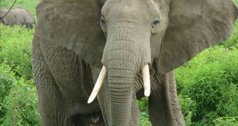 Elephants can be deterred by ants swarming inside their trunks