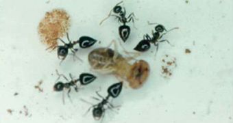 C. striatula ants are seen here carrying a termite they killed from a distance, using venomous vapors
