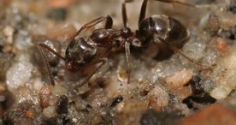 Ants and Pheromones