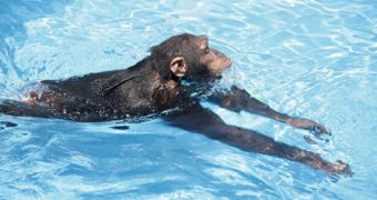 Apes can swim and dive, footage proves