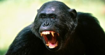 Chimps and bonobos have emotional responses to the outcomes of their decisions, researchers find