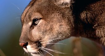 Apple Confirms OS X 10.8.4 Mountain Lion Imminent Release