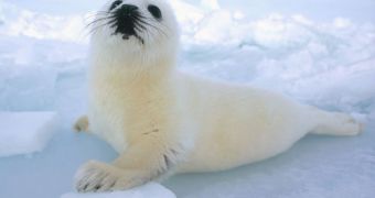 Immediate action is needed to save two harp seal pups