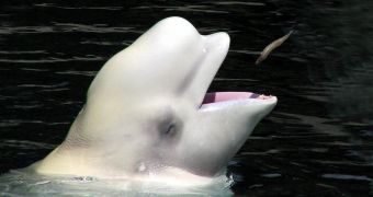18 beluga whales are now safe thanks to PETA and Kim Basinger, PETA believes