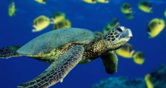 Researchers warn marine wildlife might soon face major losses as a result of human activities